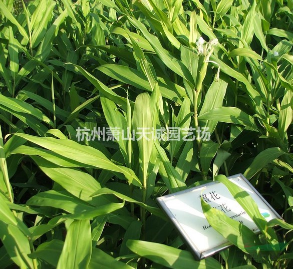 雨久花/野茭白/姜花大量水生植物批發(fā)