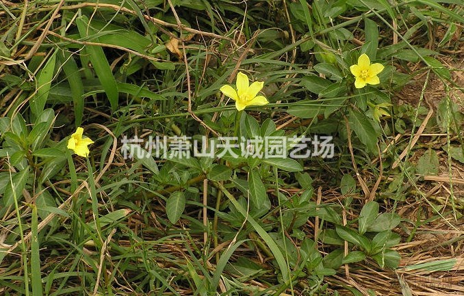 芡實(shí)，黃花水龍，竹葉眼子菜（眼子菜）等水生植物大量供應(yīng)