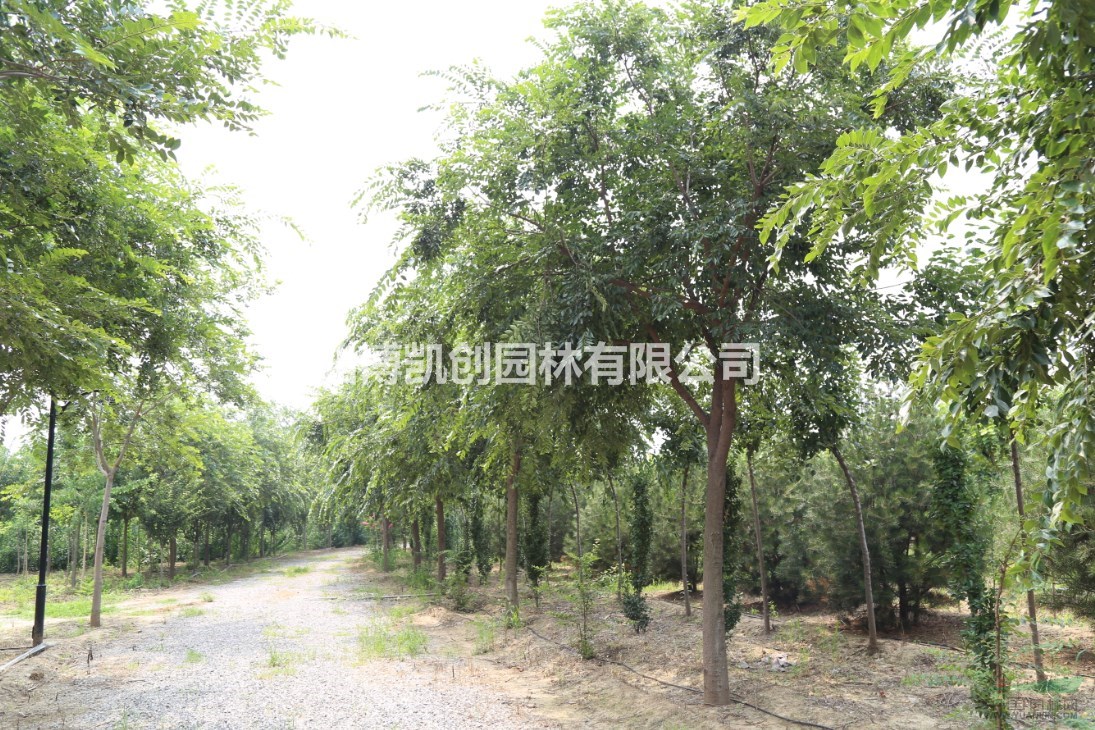 山東凱創(chuàng)園林大規(guī)格樸樹在園林造景上的效果