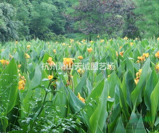 黃花美人蕉/紅花美人蕉等水生植物批發(fā)出售