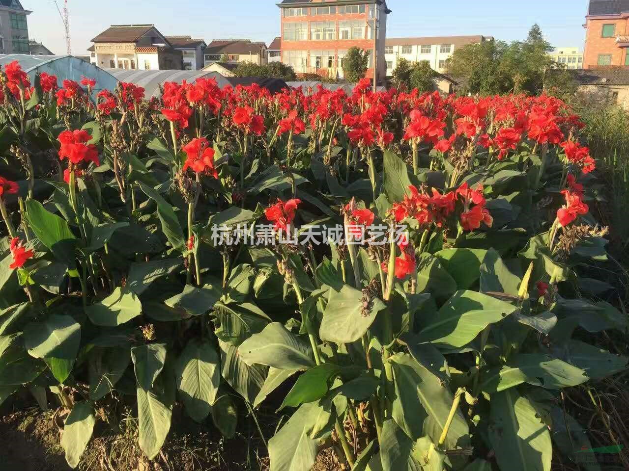 黃花美人蕉/紅花美人蕉等水生植物批發(fā)出售