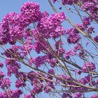 瀘州遵義紅玉蘭基地紫花風鈴木苗、木芙蓉小苗批發(fā)價格