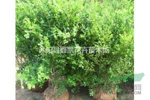 20公分-40公分冠幅瓜子黃楊球?qū)I(yè)批發(fā)