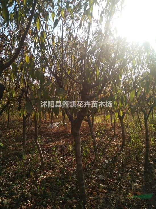 直銷5公分紫葉桃價(jià)格