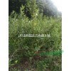 江蘇40公分高連翹價格走勢