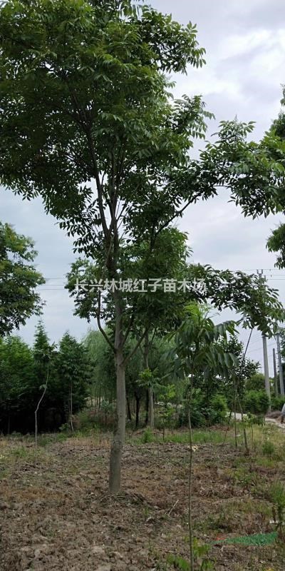 浙江无患子13公分