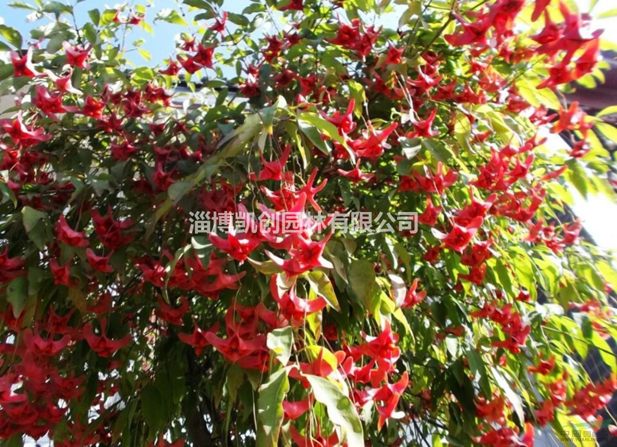 金絲吊蝴蝶將成為魯中地區(qū)又一優(yōu)良綠化美化樹種