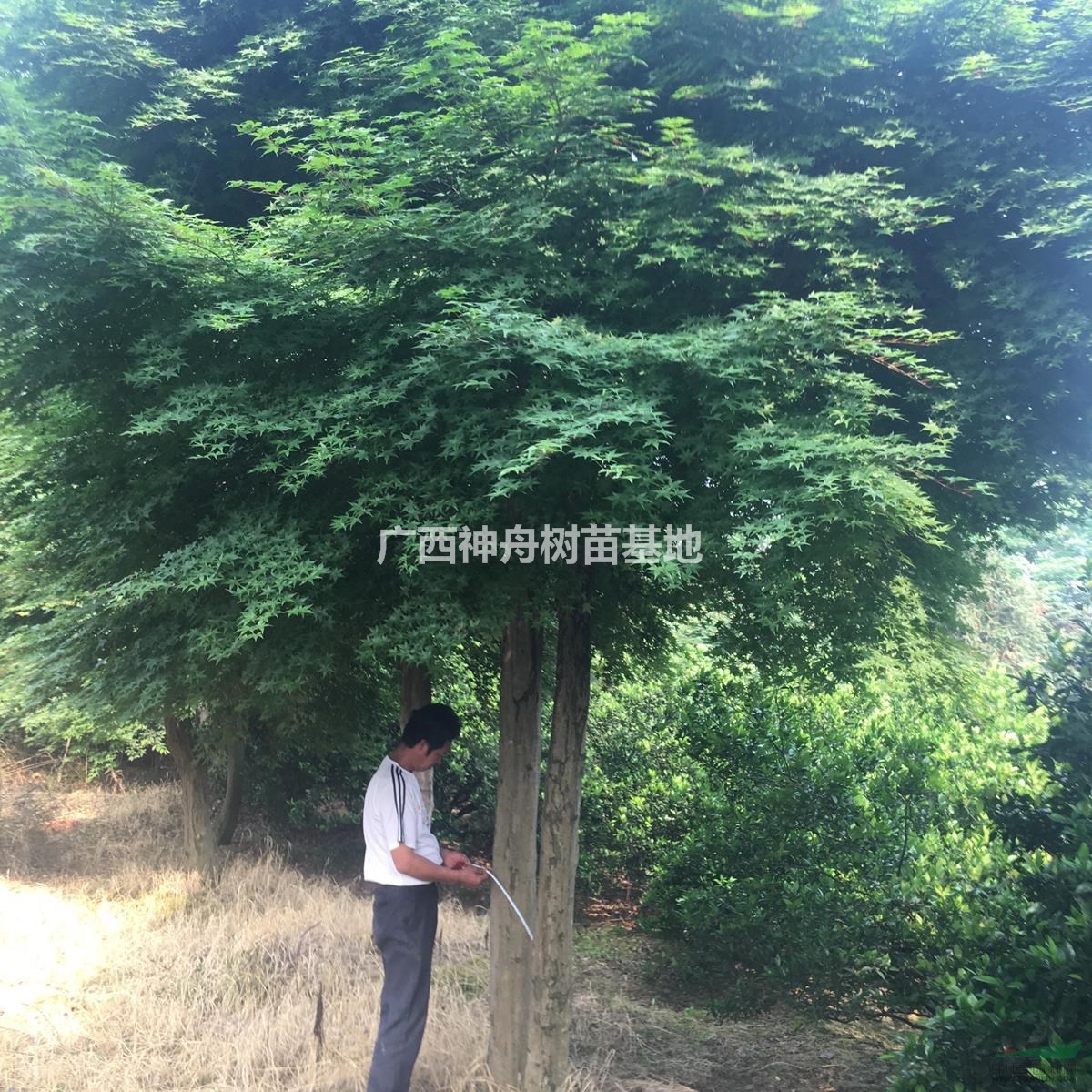 廣西桂林大紅楓18-25cm 大紅楓報(bào)價(jià) 精品大紅楓