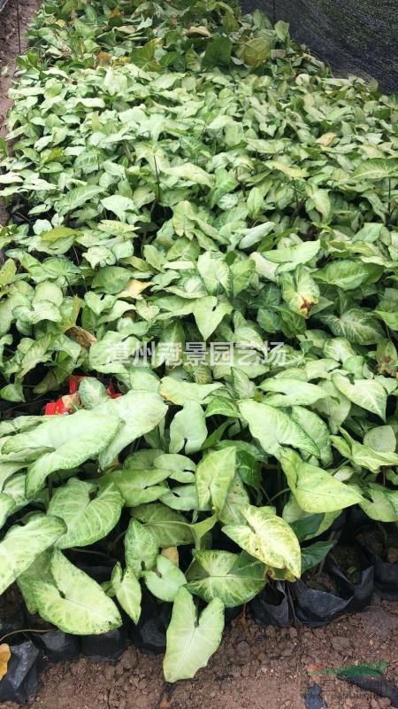 合果芋