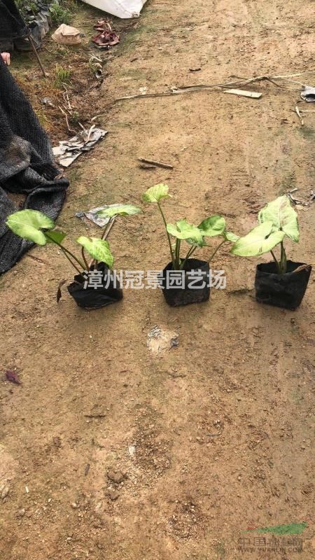 合果芋