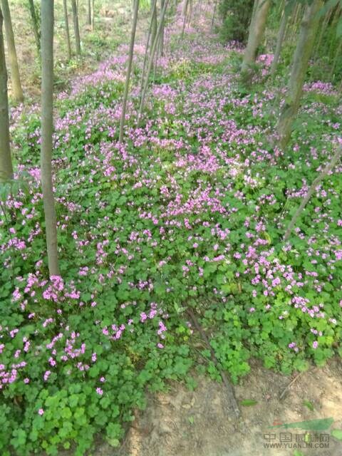 河南茑尾红花草麦冬045