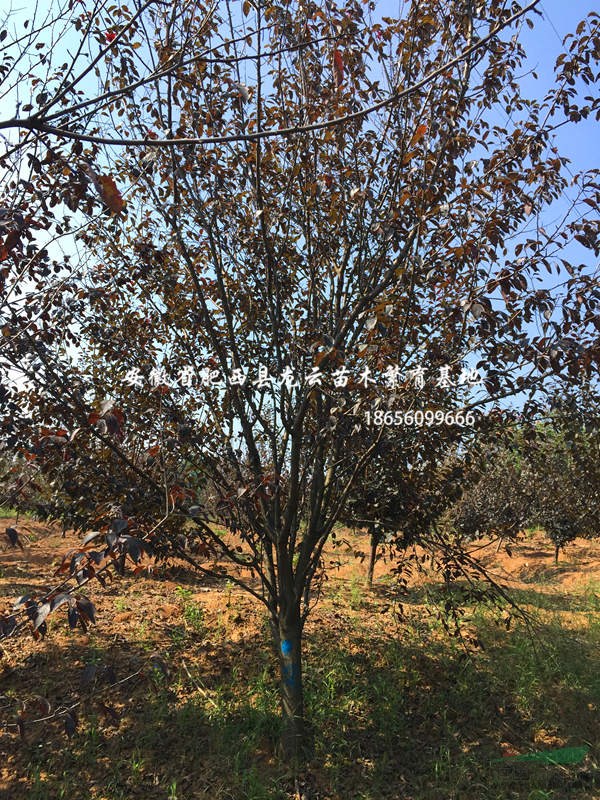 安徽精品紅葉李-低分枝叢生紅葉李-規(guī)格5-18公分出售