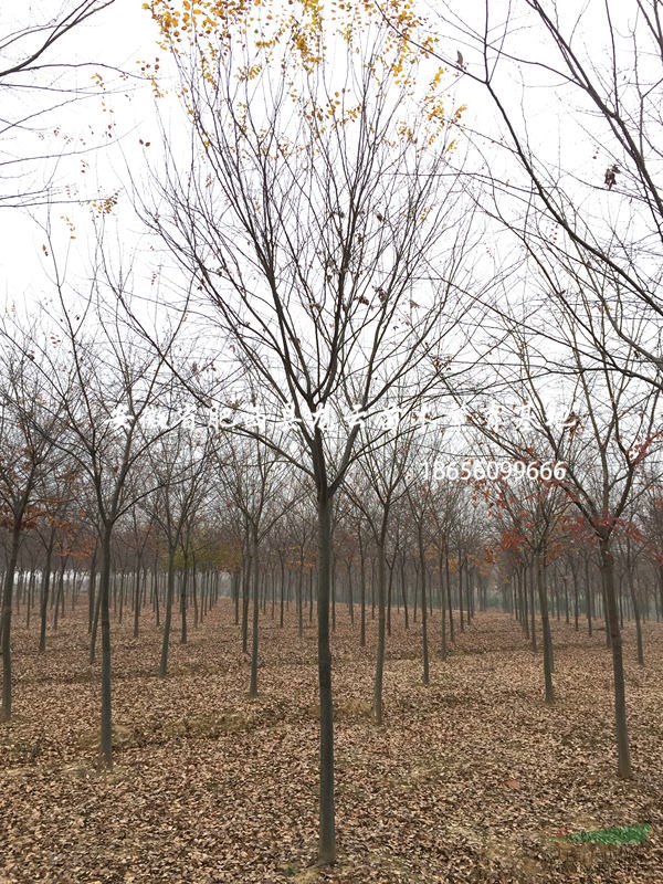 安徽榉树-肥西榉树基地-榉树价格-榉树3-15公分供应