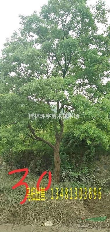 供应乌桕15-50公分独杆直径,丛生多杆25-150公分地径