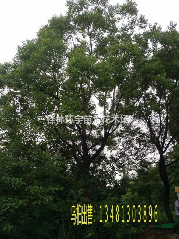 供应乌桕15-50公分独杆直径,丛生多杆25-150公分地径