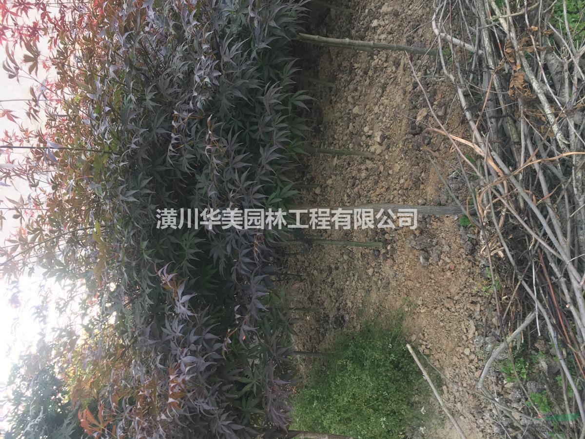地接紅楓樹報價，夏季紅楓規格售價，專業供應紅楓苗木