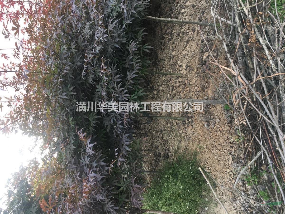 地接紅楓樹報價，夏季紅楓規格售價，專業供應紅楓苗木