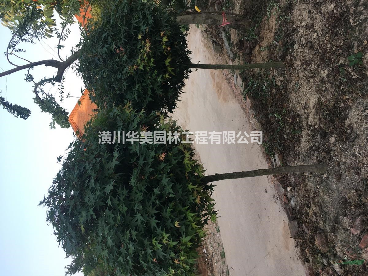 地接紅楓樹報價，夏季紅楓規格售價，專業供應紅楓苗木