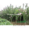 4公分-5公分木槿江蘇產(chǎn)地價(jià)格