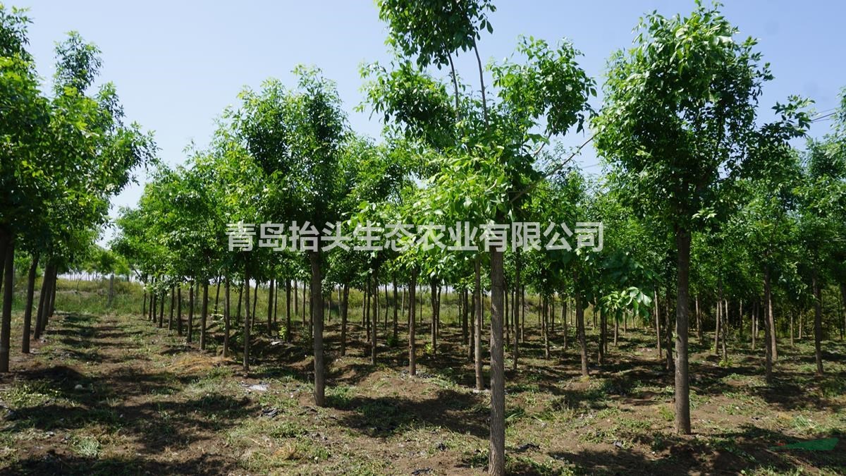 栾树 北栾
