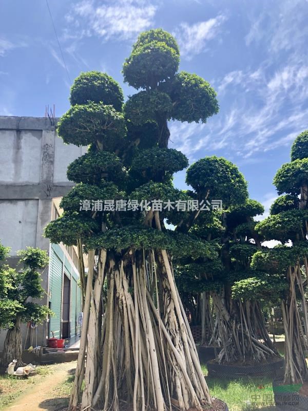 精品造型小葉榕 榕樹樁頭