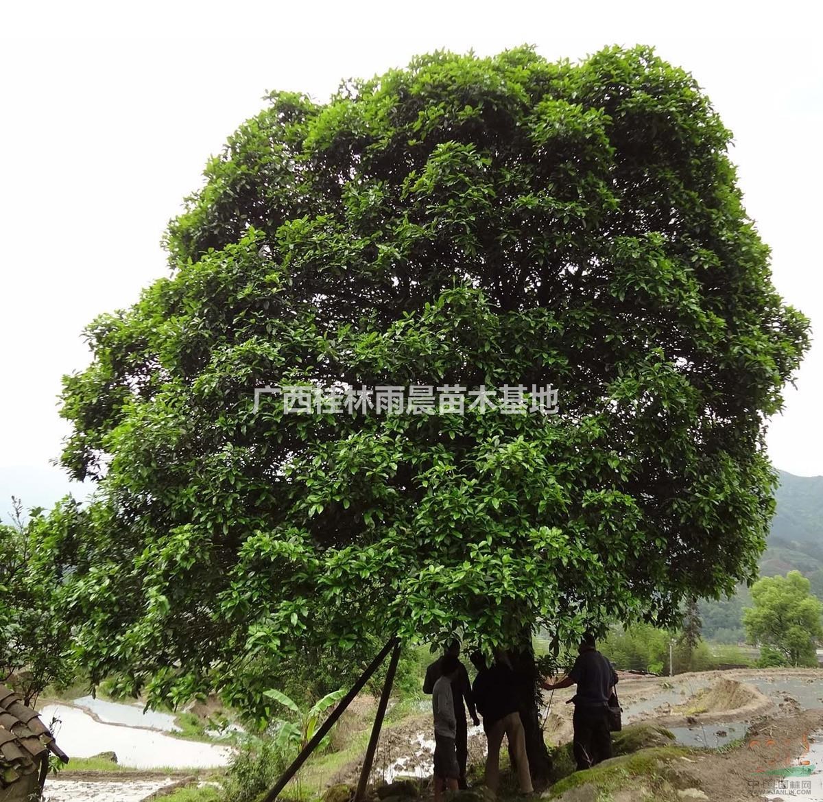 廣西桂花樹 金桂 銀桂 八月桂 大桂花樹 綠化植物 基地直供