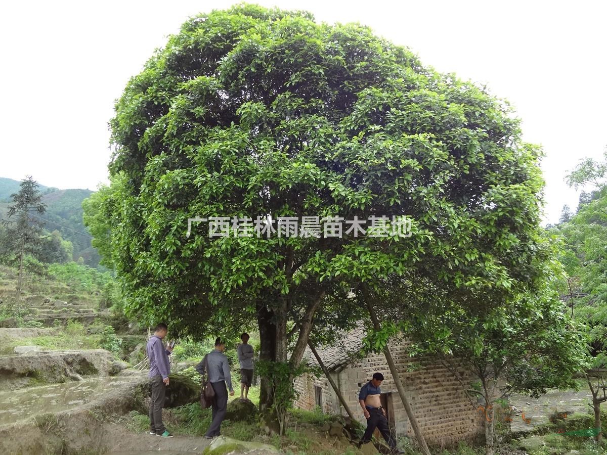 广西桂花树 金桂 银桂 八月桂 大桂花树 绿化植物 基地直供