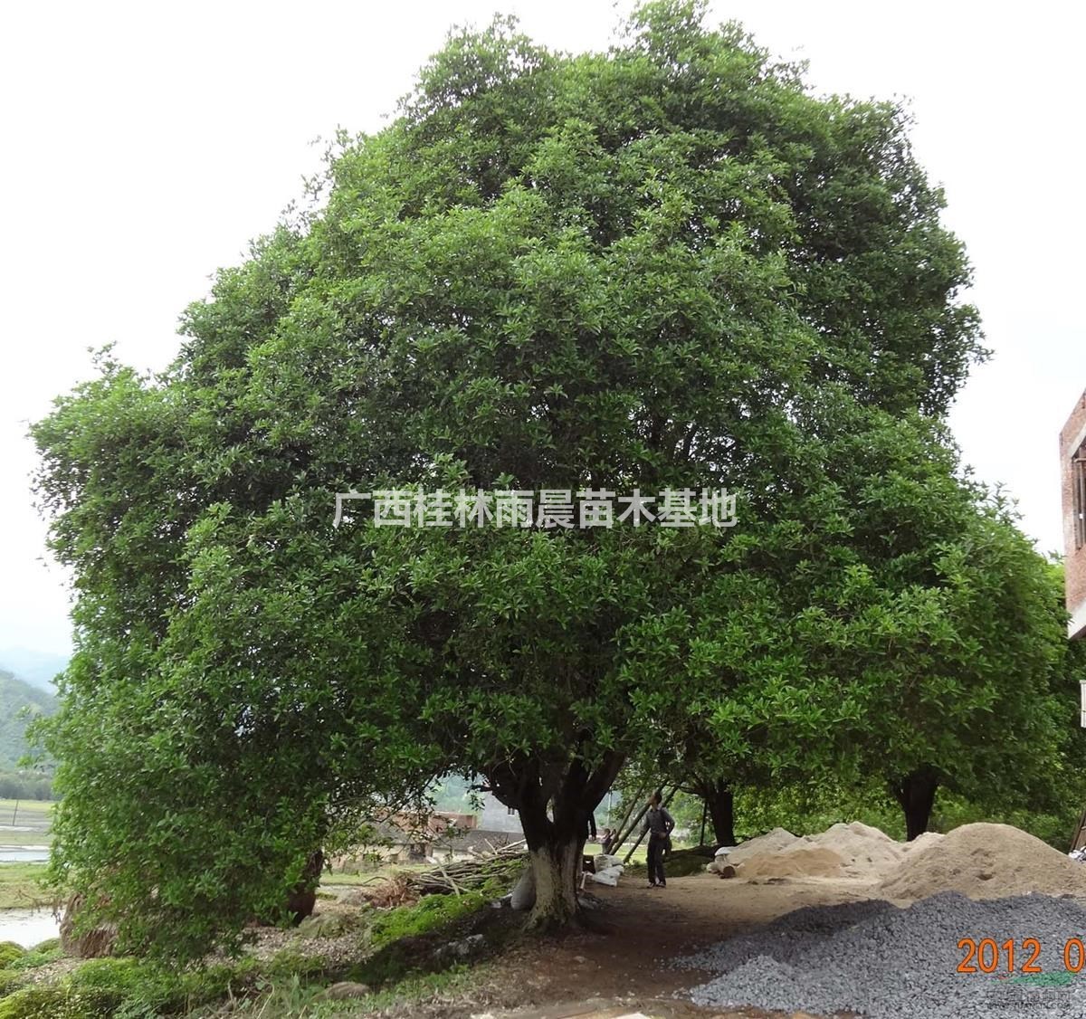 广西桂花树 金桂 银桂 八月桂 大桂花树 绿化植物 基地直供