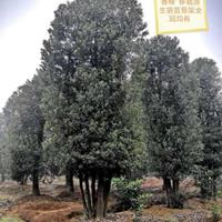 湖南益陽(yáng)香樟欒樹桂花廣玉蘭樸樹樂(lè)昌含笑香泡香櫞甜橙橘子樹水杉