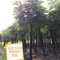 湖南益陽香樟欒樹桂花廣玉蘭樸樹樂昌含笑水杉池杉落羽杉香櫞