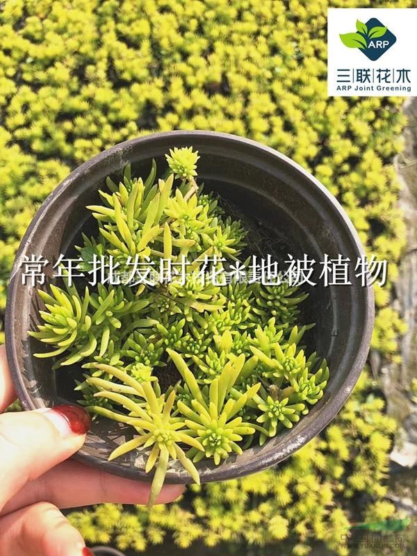 佛甲草 成都基地大量出售 貨美價優(yōu)