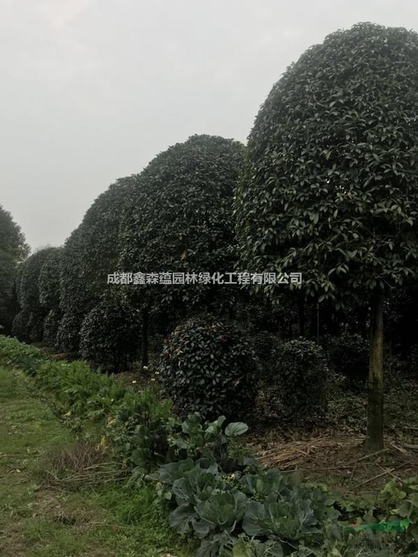 桂花批發(fā)基地 成都桂花基地 桂花種植基地 低分枝桂花價(jià)格