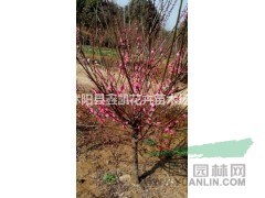  2公分紅梅價格價格3公分-4公分-5公分-6公分紅梅價格