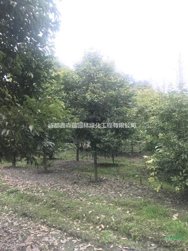 天竺桂批發(fā)基地 天竺桂基地 天竺桂工程苗 批發(fā)天竺桂