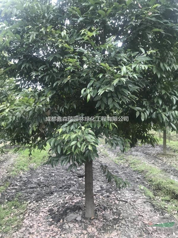 天竺桂批發(fā)基地 天竺桂基地 天竺桂工程苗 批發(fā)天竺桂