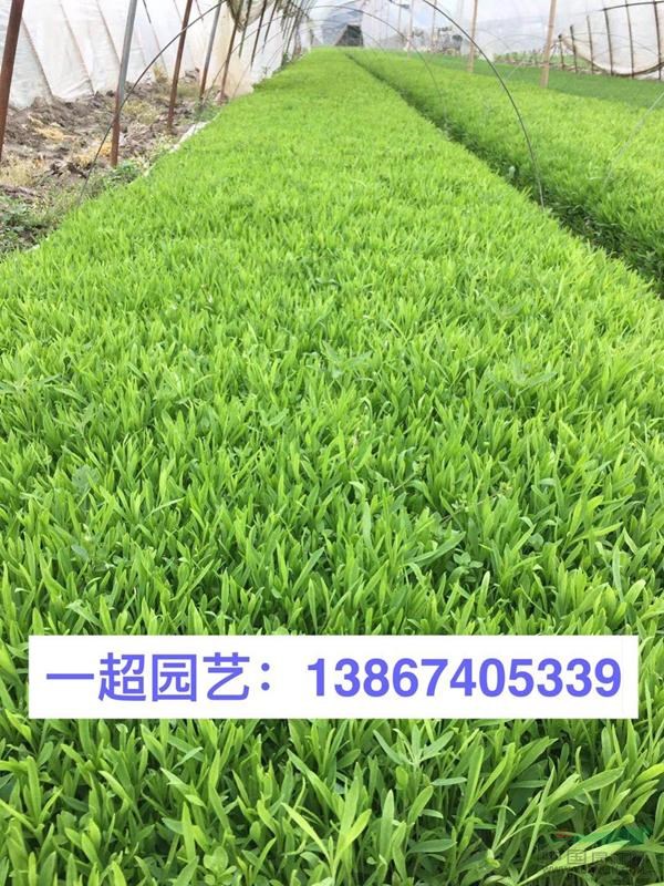 浙江地區(qū)行情/五彩石竹/優(yōu)質(zhì)石竹批發(fā)/石竹基地
