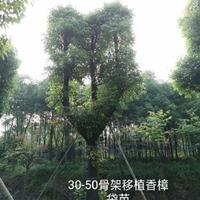 湖南益陽(yáng)骨架移植香樟袋苗苗圃直供多頭香樟叢生香樟多桿香樟欒樹