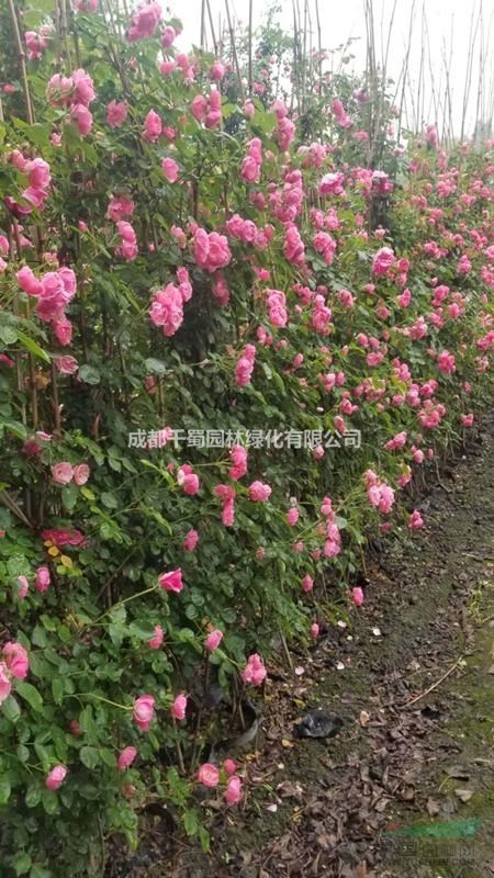 四川藤本月季基地-藤本月季-工程苗便宜批發(fā)