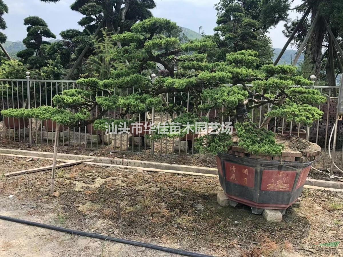 真柏盆景/造型真柏/真柏报价/真柏盆景批发/精品真柏