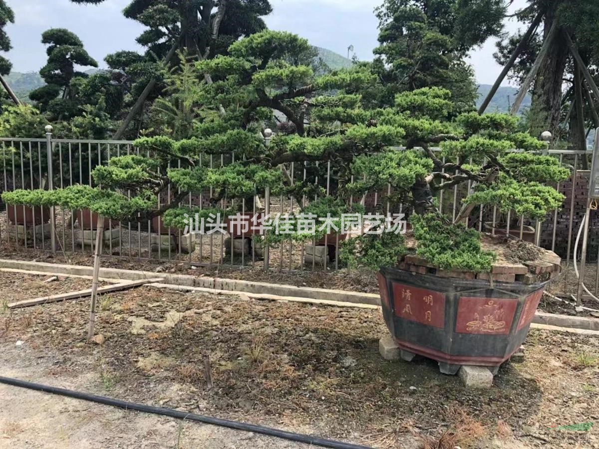 真柏盆景/造型真柏/真柏报价/真柏盆景批发/精品真柏