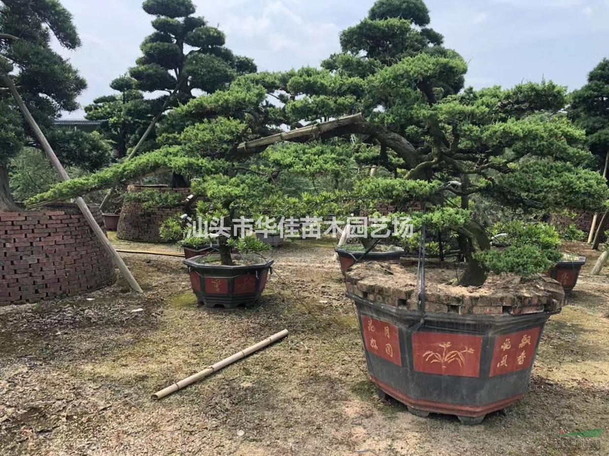 真柏盆景/造型真柏/真柏报价/真柏盆景批发/精品真柏