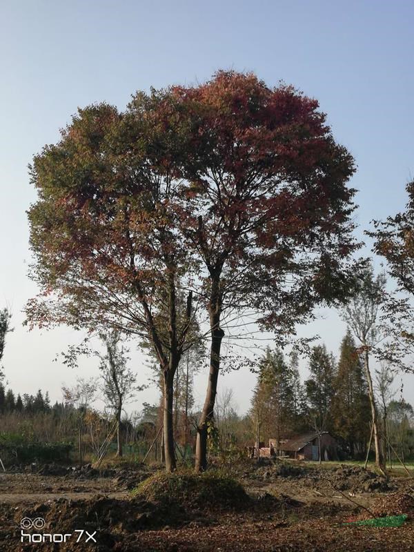 大量紅櫸樹(shù)批發(fā)，成都紅櫸樹(shù)，叢生櫸樹(shù)直供