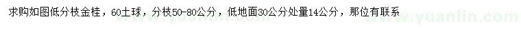 求購30公分量14公分金桂