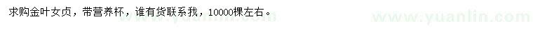 求購金葉女貞