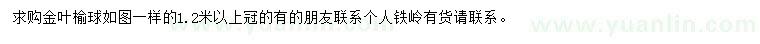求購冠幅1.2米以上金葉榆球