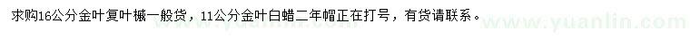 求購16公分金葉復(fù)葉槭、11公分金葉白蠟