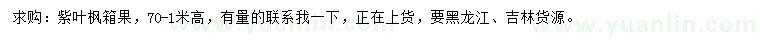求購0.7-1米紫葉楓箱果