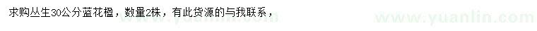 求購30公分藍(lán)花楹