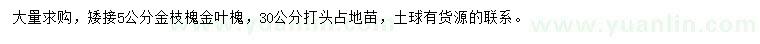 求購5公分金枝槐、金葉槐