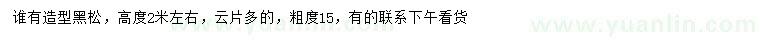 求購高2米造型黑松